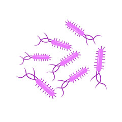 Escherichia coli bacterial vector