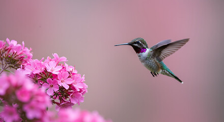 Fototapeta premium Hummingbird feeding on vibrant pink blossoms, capturing delicate motion and natural beauty in a serene floral environment 