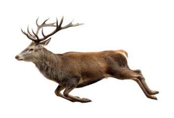 Running deer in motion natural habitat wildlife dynamic scene isolated on transparent background, png