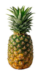 Fototapeta premium Pineapple harvesting action in tropical farms nature view isolated on transparent background, png