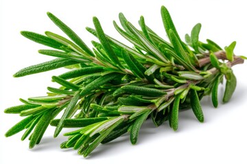 Fototapeta premium Fresh rosemary branch on a white background ready for culinary use in cooking or garnishing dishes