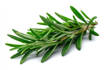 Fototapeta premium Fresh rosemary sprig showcasing vibrant green leaves ideal for culinary use or home decoration