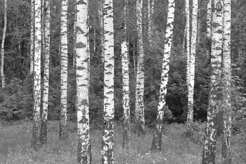 black-and-white photo with white birches