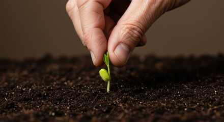 Hands planting seedling in soil