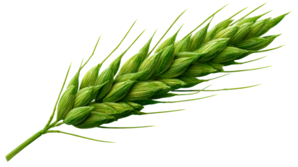 Green wheat ear ready for harvest in a sunny agricultural field