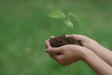 Hands gently hold a young green seedling with soil, symbolizing care, growth, environmental conservation, and the nurturing of new life in a sustainable future.