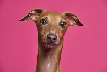 Elegant italian greyhond dog poses against bright pinkbackdrop, showcasing its charming features and playful demeanor