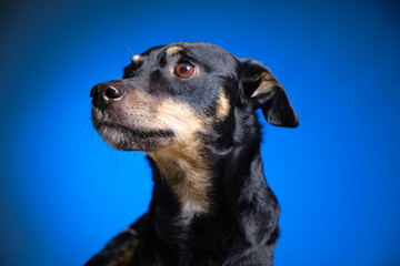Black dog with brown accents poses against a vibrant blue background, showcasing its unique features and expressions