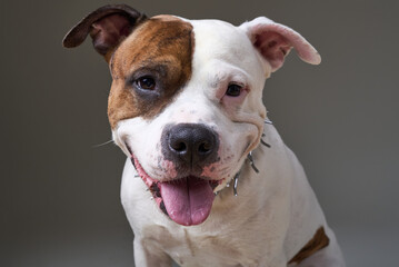 Cheerful dog with a unique coat pattern posing against a neutral background indoors