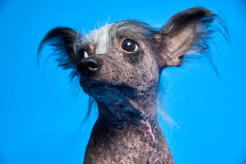Unique dog portrait captures the character of a hairless breed against a vibrant blue backdrop