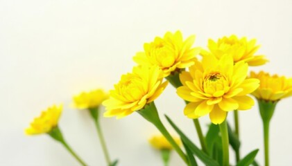 Close-up of multiple yellow ranunculus, stark white backdrop , vivid, yellow ranunculi