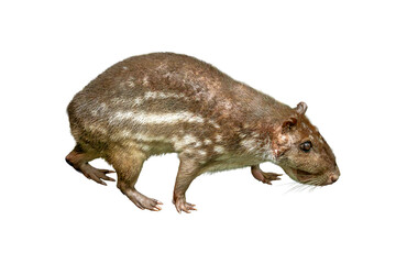 Lowland paca walking with head low and body in side view, showing spotted brown fur, isolated on...