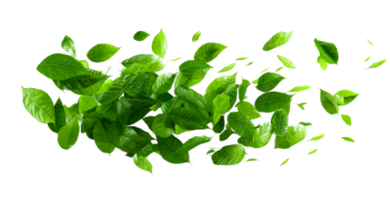Fresh green leaves swirling in the air with transparent background