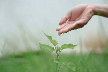A gentle hand drips water onto a young green plant, symbolizing care, growth, nurturing, and the importance of sustainability and environmental responsibility for future generations.