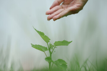 A gentle hand drips water onto a young green plant, symbolizing care, growth, nurturing, and the importance of sustainability and environmental responsibility for future generations.