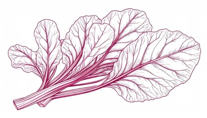 Hand-drawn vibrant magenta beet greens