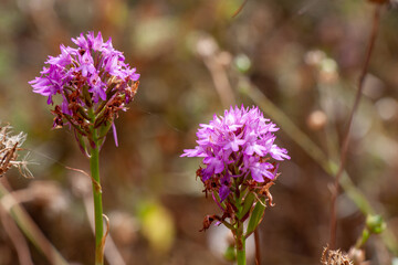   Zwei Pyramiden-Hundswurz (Anacamptis pyramidalis) Blüten
