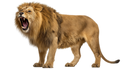 Majestic lion roaring fiercely on a transparent background