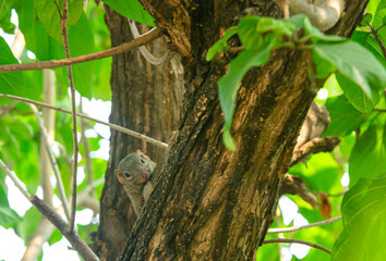 beautiful northern treeshrew