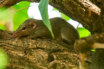 beautiful northern treeshrew