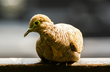 closeup view of beautiful bird in nature