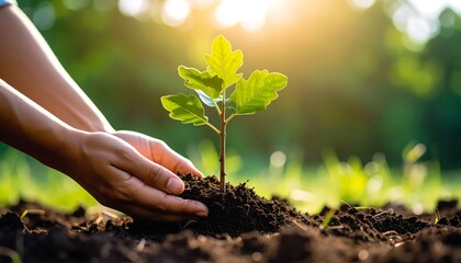 Planting a seedling in soil (1)