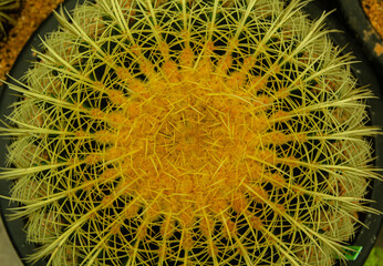 cactus close up on the entire frame as a background