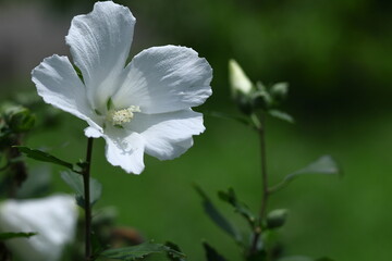 夏の茶室を彩る