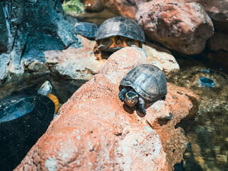 ハノイの水族館