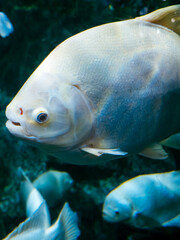 ハノイの水族館