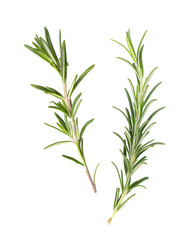 fresh rosemary sprigs isolated on white background