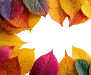 Autumn leaves falling nature scene colorful foliage view isolated on transparent background, png