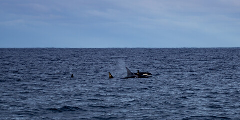 Obraz premium Wild Orcas Swimming In The Arctic Fjord 