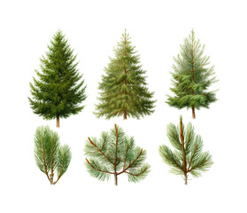Growing pine trees in nature botanical illustrations environmental isolated on transparent background, png