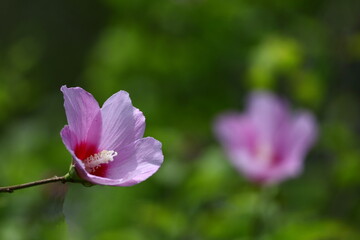 Fototapeta premium 夏の茶室を彩る