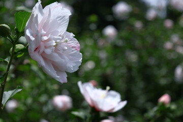 夏の茶室を彩る