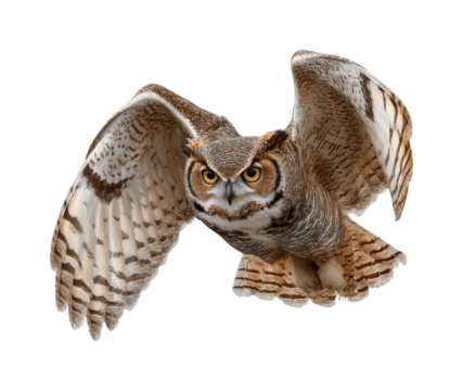Majestic owl in flight nature wildlife isolated on transparent background, png