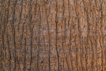 Obraz premium Natural texture of Mediterranean palm bark, brown background of tree bark relief