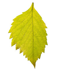 Detailed image of a dried leaf, isolated on a white background