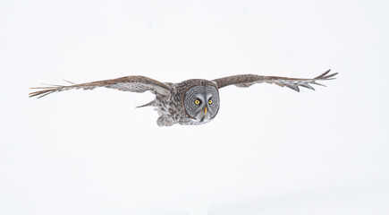 Great grey owl with wings spread out isolated on white background in flight hunting over a snow covered field in Canada