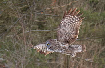 Great grey owl with wings spread out in flight hunting over a snow covered field in Canada
