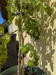 Green cherry tomatoes on the tomato bush 