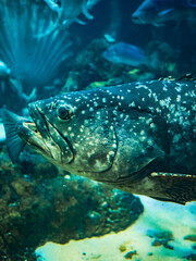 ハノイの水族館