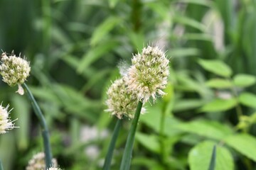 Blooming Onion Flowers in the Garden
