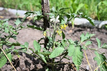The plant is staked for support and surrounded by soil, indicating early stages of growth in an outdoor vegetable garden. Perfect representation of organic gardening, farming, and sustainable agricult