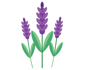 Fototapeta premium Three Lavender Stalks with Green Leaves on a White Background