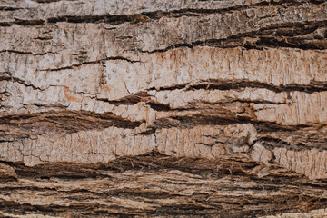 Texture of loose bark of an old tree, natural background with grey and brown tones