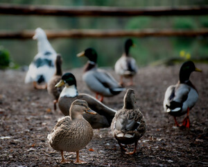 Ducks on the lake