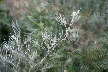 The green leaves (gray on the underside) of  Grevillea Moonlight. It's leaves are deep green on top and silvery or gray underneath, with a finely divided, fern-like appearance. 