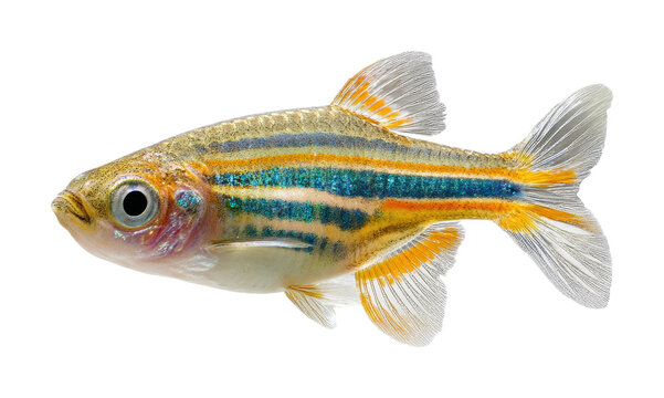 Zebra danio fish swimming in aquarium animal clear water isolated on transparent background, png